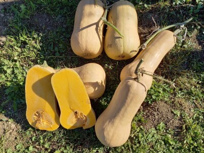 Agrimatco: Dani polja 2022. - Čelarevo