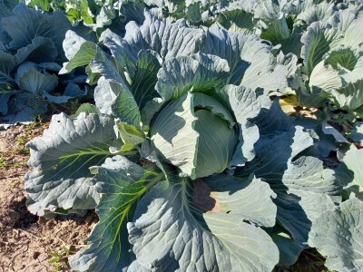 Agrimatco: Dani polja 2022. - Čelarevo