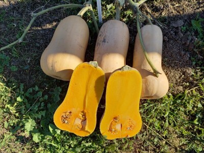 Agrimatco: Dani polja 2022. - Čelarevo