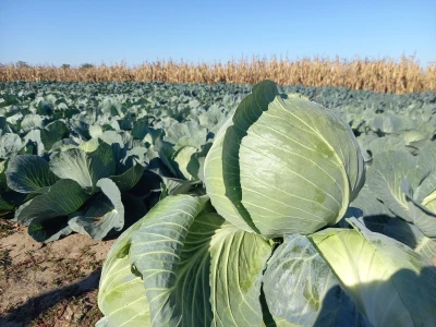 Agrimatco: Dani polja 2022. - Čelarevo