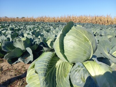 Agrimatco: Dani polja 2022. - Čelarevo