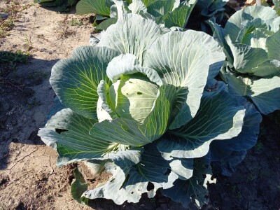 Agrimatco: Dani polja 2022. - Čelarevo