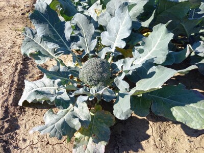 Agrimatco: Dani polja 2022. - Čelarevo