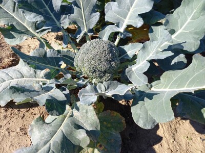 Agrimatco: Dani polja 2022. - Čelarevo