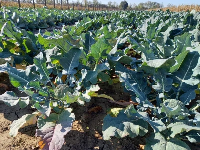 Agrimatco: Dani polja 2022. - Čelarevo