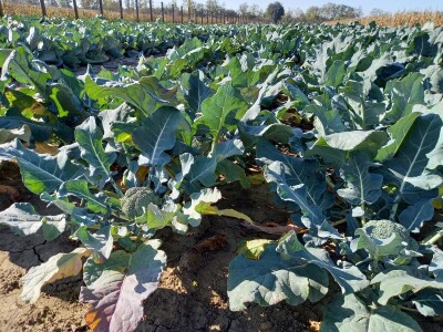 Agrimatco: Dani polja 2022. - Čelarevo