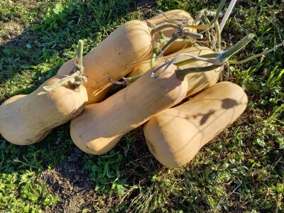 Agrimatco: Dani polja 2022. - Čelarevo