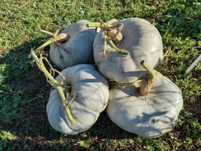 Agrimatco: Dani polja 2022. - Čelarevo