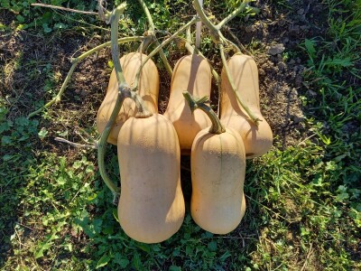 Agrimatco: Dani polja 2022. - Čelarevo