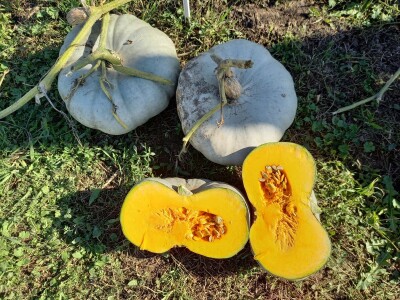 Agrimatco: Dani polja 2022. - Čelarevo