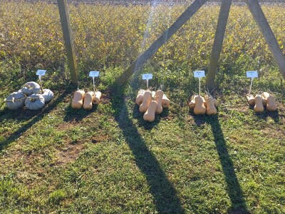 Agrimatco: Dani polja 2022. - Čelarevo