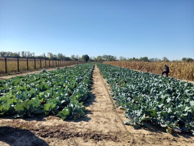 Agrimatco: Dani polja 2022. - Čelarevo