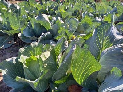 Agrimatco: Dani polja 2022. - Čelarevo