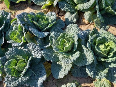 Agrimatco: Dani polja 2022. - Čelarevo