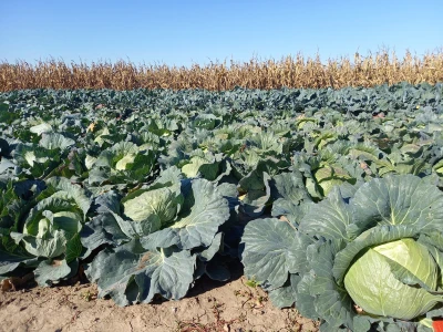 Agrimatco: Dani polja 2022. - Čelarevo