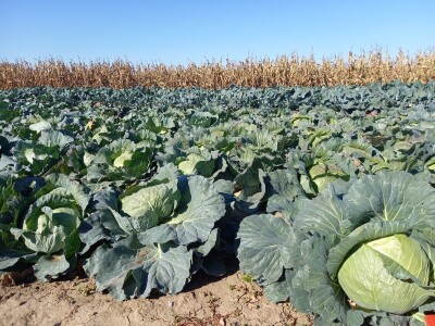 Agrimatco: Dani polja 2022. - Čelarevo