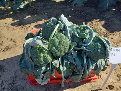 Agrimatco: Dani polja 2022. - Čelarevo