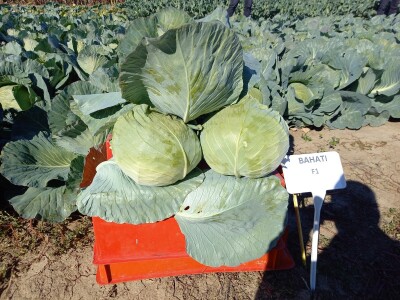 Agrimatco: Dani polja 2022. - Čelarevo