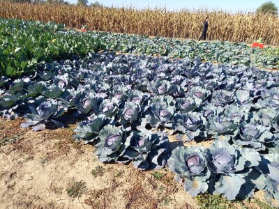 Agrimatco: Dani polja 2022. - Čelarevo