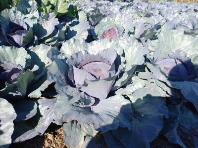 Agrimatco: Dani polja 2022. - Čelarevo