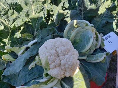 Agrimatco: Dani polja 2022. - Čelarevo