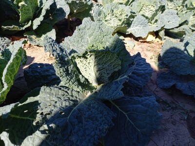 Agrimatco: Dani polja 2022. - Čelarevo