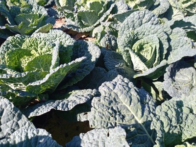 Agrimatco: Dani polja 2022. - Čelarevo