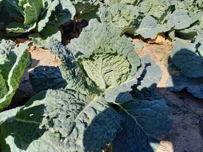 Agrimatco: Dani polja 2022. - Čelarevo