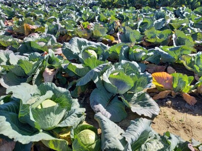 Agrimatco: Dani polja 2022. - Čelarevo