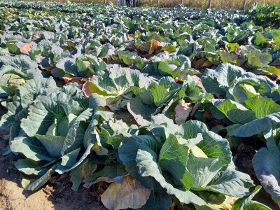 Agrimatco: Dani polja 2022. - Čelarevo