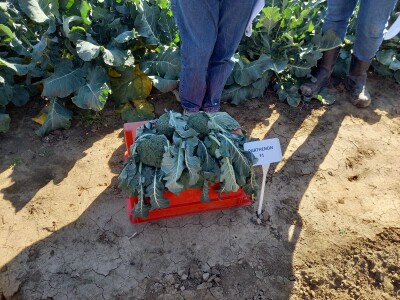 Agrimatco: Dani polja 2022. - Čelarevo