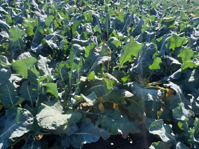 Agrimatco: Dani polja 2022. - Čelarevo