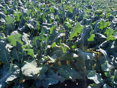 Agrimatco: Dani polja 2022. - Čelarevo