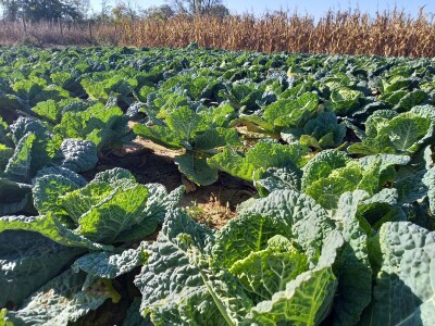 Agrimatco: Dani polja 2022. - Čelarevo