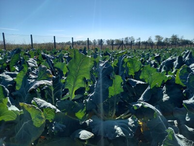 Agrimatco: Dani polja 2022. - Čelarevo