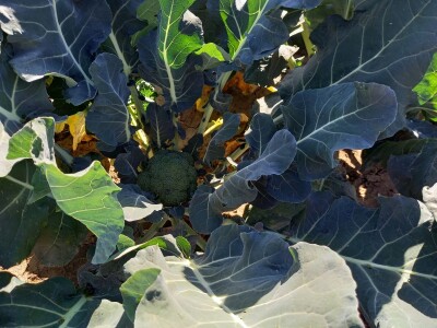 Agrimatco: Dani polja 2022. - Čelarevo