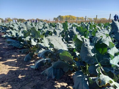 Agrimatco: Dani polja 2022. - Čelarevo