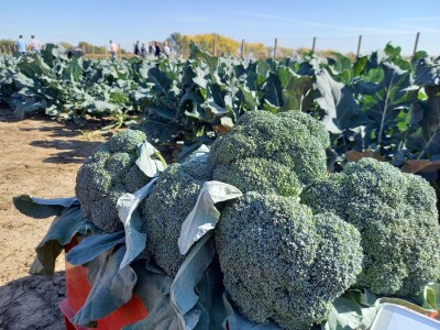 Agrimatco: Dani polja 2022. - Čelarevo