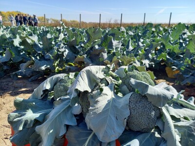 Agrimatco: Dani polja 2022. - Čelarevo