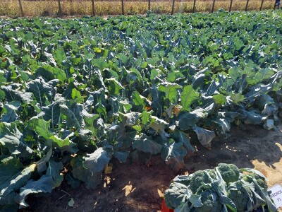 Agrimatco: Dani polja 2022. - Čelarevo