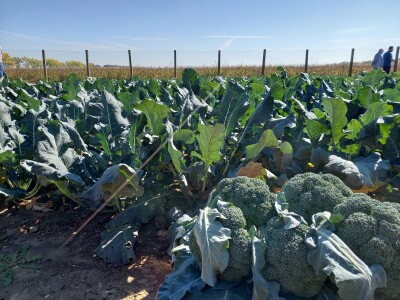 Agrimatco: Dani polja 2022. - Čelarevo