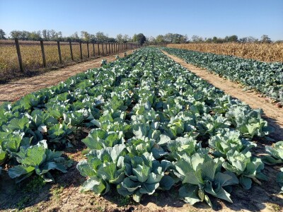 Agrimatco: Dani polja 2022. - Čelarevo