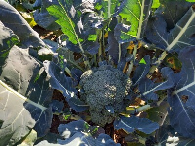 Agrimatco: Dani polja 2022. - Čelarevo