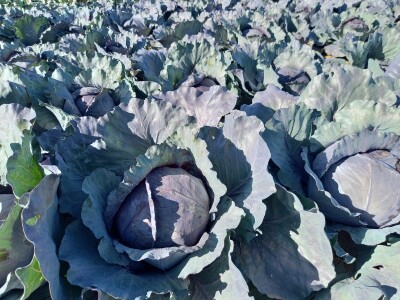 Agrimatco: Dani polja 2022. - Čelarevo