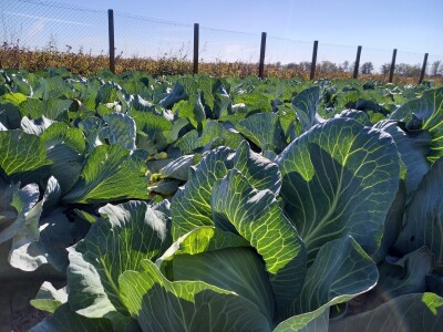 Agrimatco: Dani polja 2022. - Čelarevo