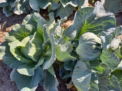 Agrimatco: Dani polja 2022. - Čelarevo