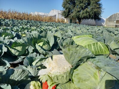 Agrimatco: Dani polja 2022. - Čelarevo