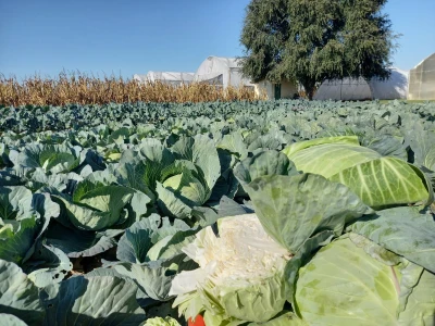 Agrimatco: Dani polja 2022. - Čelarevo