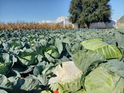 Agrimatco: Dani polja 2022. - Čelarevo