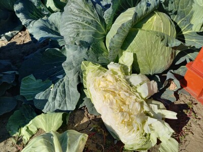 Agrimatco: Dani polja 2022. - Čelarevo